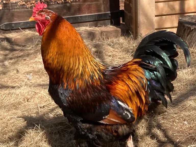 A rooster with copper and green plumage in a sunlit yard