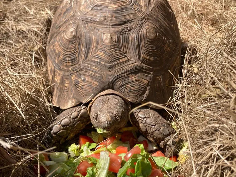 A large tortoise eating chopped vegetables on a bed of straw