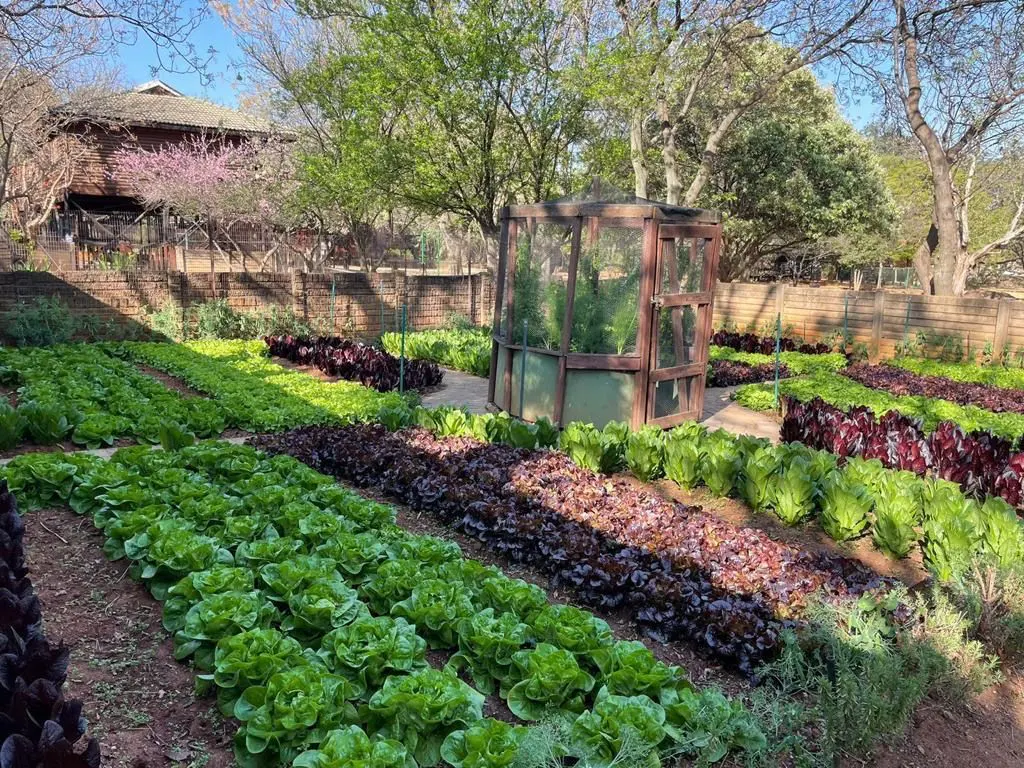 Rows of green and red lettuces in the school vegetable garden with the school building behind